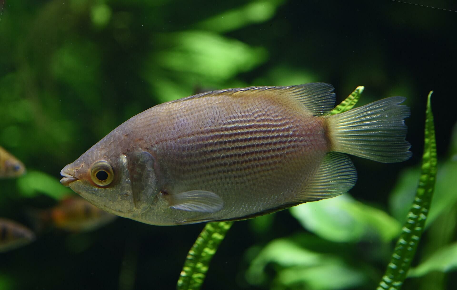 Imagem do Peixe Beijador